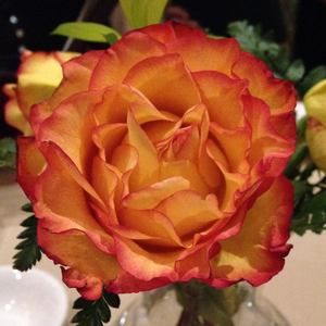 Meet your Posher, Nita